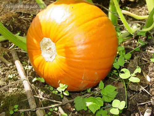 October sunshine pumpkin pie