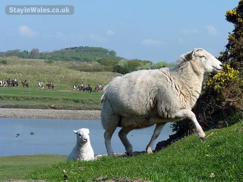 Meet some of the locals of Ogmore by Sea. There''s also plenty of horse riding to be enjoyed locally