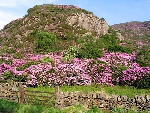 Beddgelert in Bloom