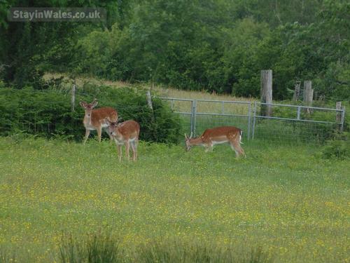 Deer in our field