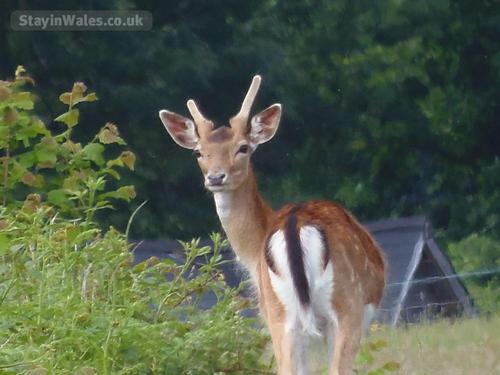 Deer