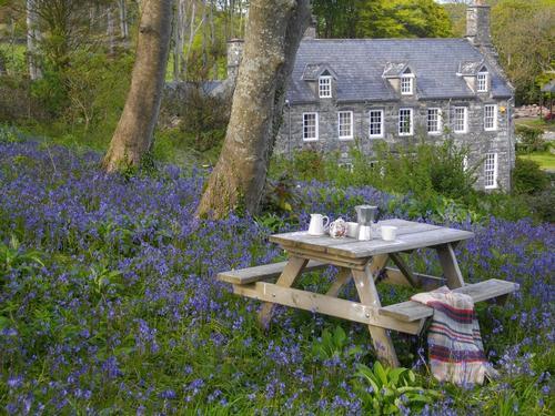 Tea in Bluebell Wood