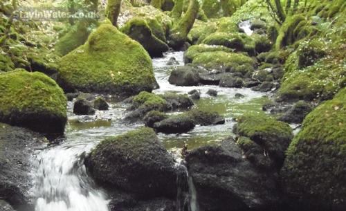 Enjoy beautiful walks. This stream runs through the woods at the bottom of the garden.