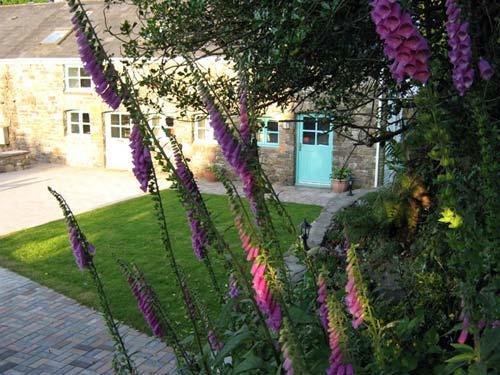 The cottage and garden