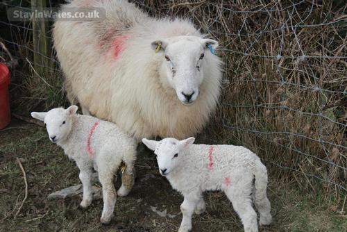 Welsh ewe and lambs