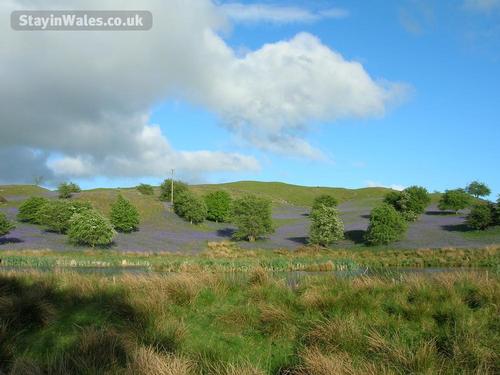 Bluebells on a nearby hill