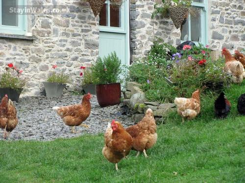Our free range chickens are frequent visitors to Y Stabl