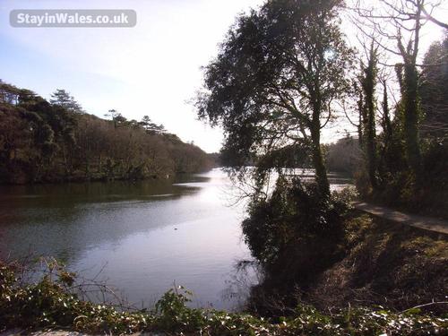 Lily Ponds at Stackpole