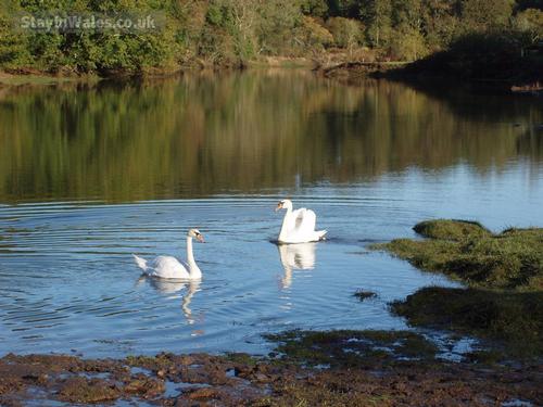 Swans at Cresswell Quay