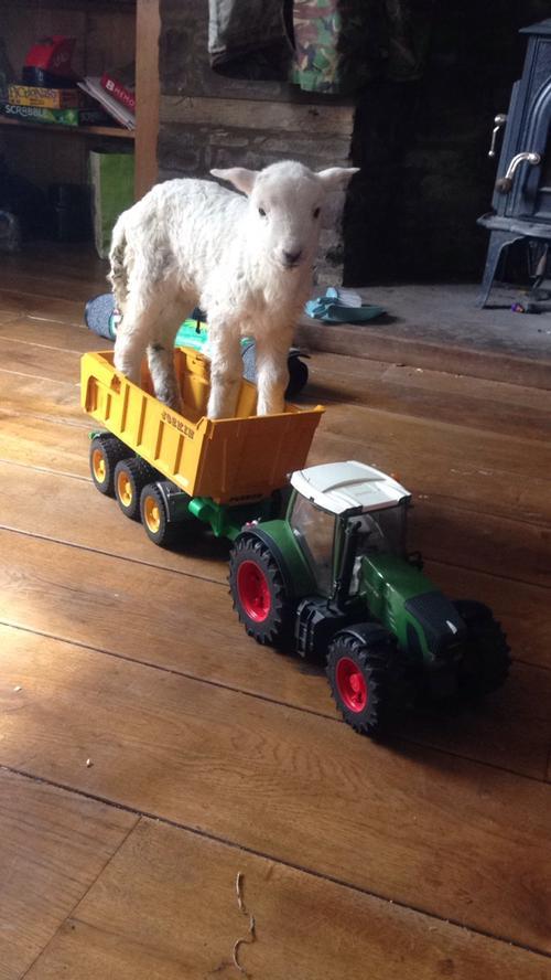 Lambing time at Coed Owen Farm