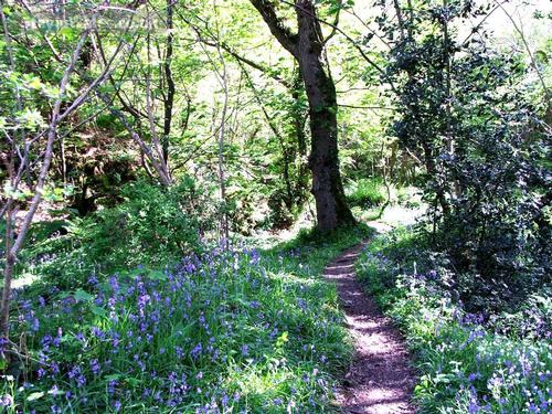 Through Bluebell Woods to the beach