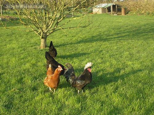 Fresh eggs available nearby