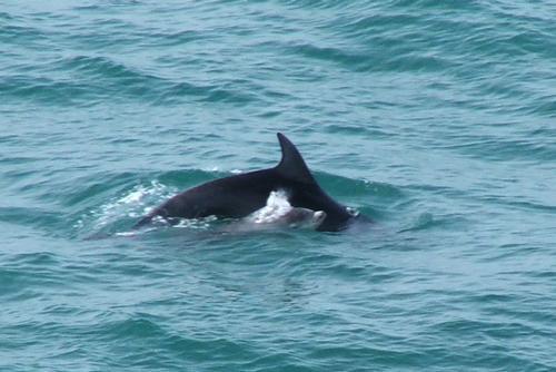Spot Dolphins off the Cliffs nearby