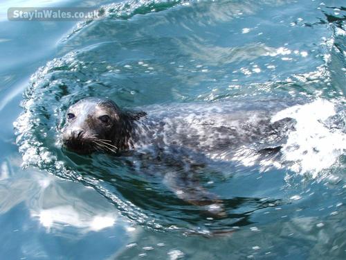 Seals frequent the local beaches and coves