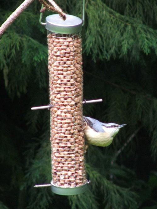 A Family of nuthatch frequent the feeder outside the window of Y Caban