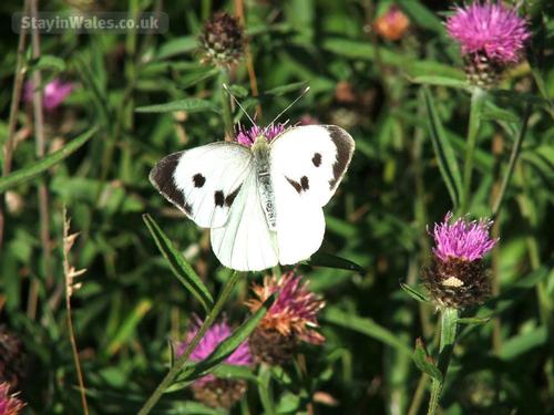 Get close to the wildlife