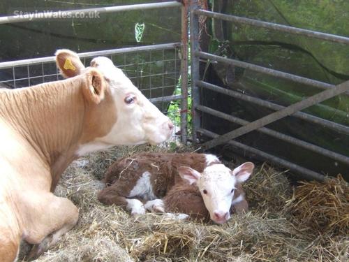 One of our cows and calf