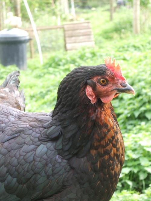 One of our Chickens