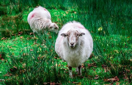 What breed am I .Welsh mountain ewe.
