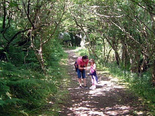 Woodland walk