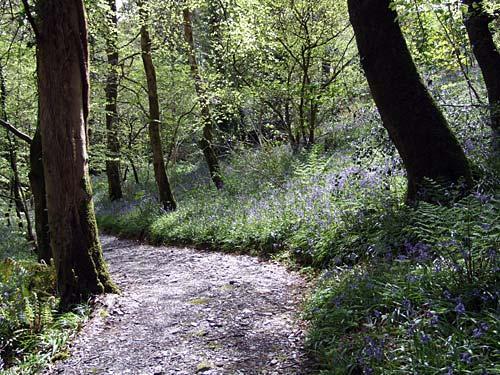 Blue Bell Walk in Woodland on Estate