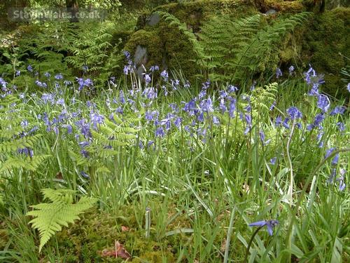 Bluebells in May