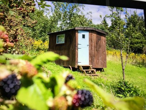 Golding's Shepherds Hut