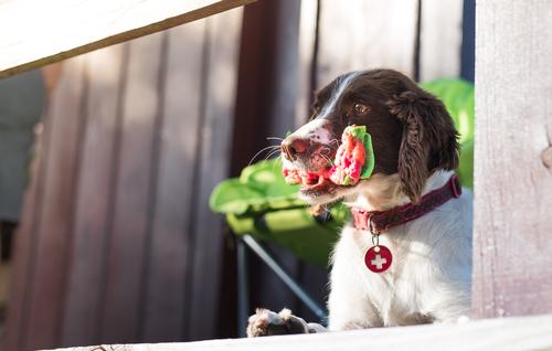 Dogs welcome!