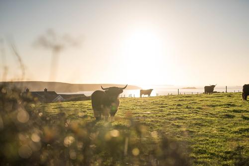 Local Highland Cattle in Broad Haven