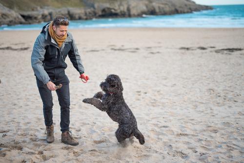 Dog Friendly Holidays at Timber Hill