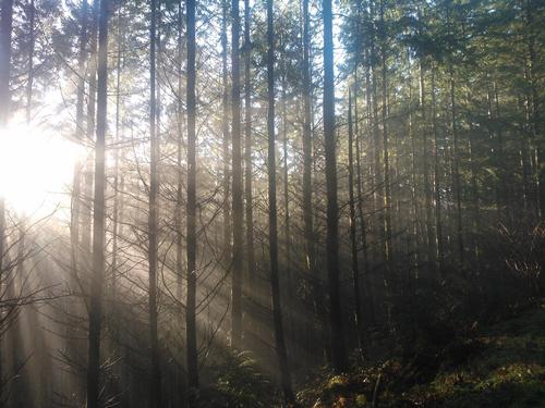 Gwydyr Forest