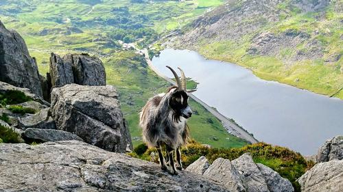Welsh Mountain Goat high on Tryfan