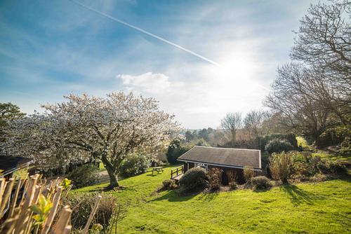 Cheery Tree and Site Views at Timber Hill
