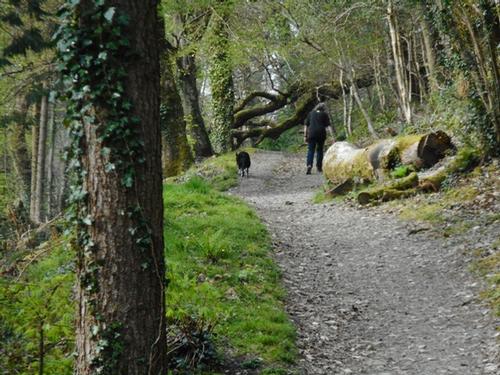 Colby Woodland Gardens near Llanteglos