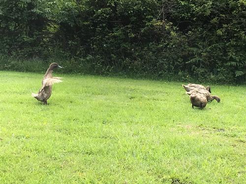 Our ducks