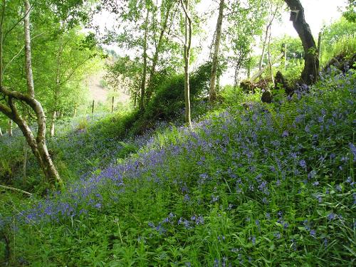 Bluebells on the woodland