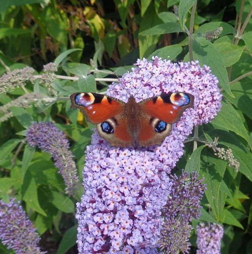 Peacock butterfly