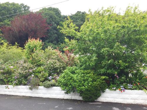 Garden alongside parking area.