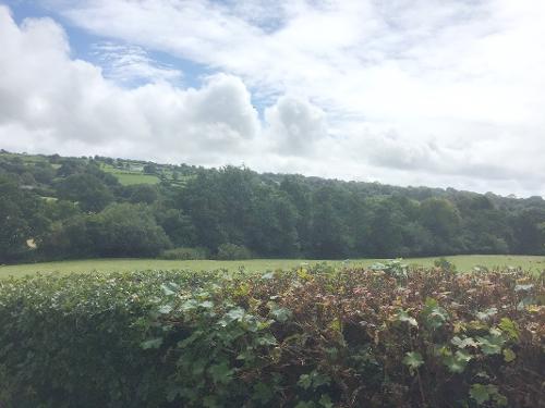 View from garden