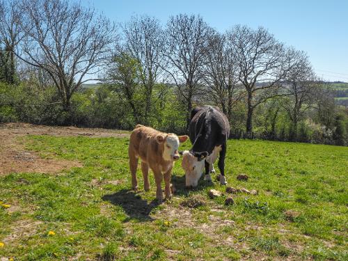 Say hello to Fudge with his Mammy!