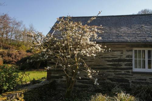 Magnolia in Flower